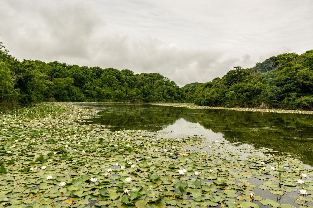Bosherston Lily Pond bridge